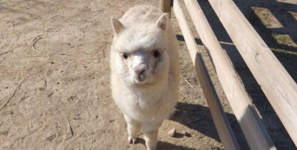Alpacas en Huesca