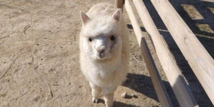 Alpacas en Huesca