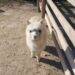 Alpacas en Huesca
